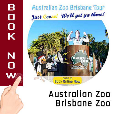 Australian Zoo Brisbane Zoo Cooee Tours