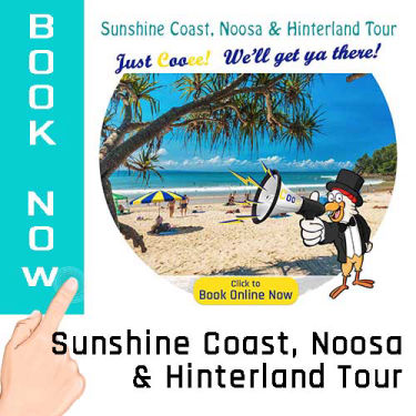 Sunshine Coast, Noosa & Hinterland Tour